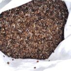 łuska gryki z lawendą